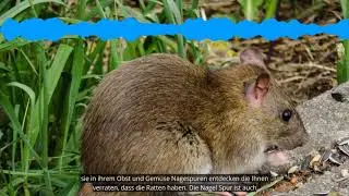 Ratten im Garten erkennen und bek&auml;mpfen | die besten 3 Tipps