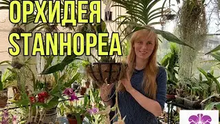 Орхидея Stanhopea