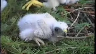 Maria Quist Roofvogels van dichtbij 1