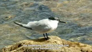 Censos de Aves Acuáticas en Las Marismas del Guadalquivir (ICTS-RBD / EBD-CSIC)