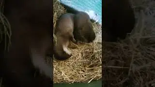 Otterly adorable hugs! 😍 #shorts
