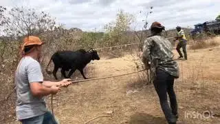 Vaqueiros retirando boi bravo de dentro da caatinga! O sistema &eacute; bruto.