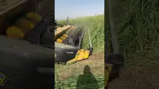 بلوبانيك حصاد وشوية معلومات  زراعة البلوبانيك