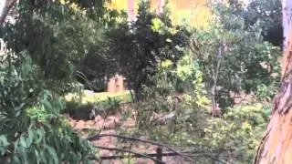 Airedale Barking Dog #2