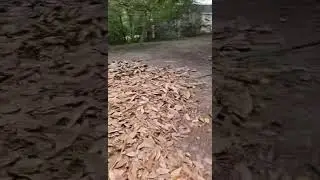 Good morning! Cam checking in on a leaf removal job; doing it the old fashion way. Lol