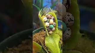 BIG CARNIVOROUS PLANTS_ Essential Care Tips #carnivorousplants #flytrap #shorts #asmr #hook