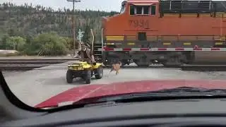 Gentleman in tiny car almost kills self and dog by crossing train tracks at the wrong time   Boing B