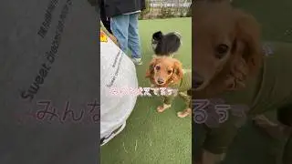 テンションの落差が激しいミディ😑#ダックス #トイプードル #ダップー #犬 #ショート動画 #shorts #mix犬 #ミディ