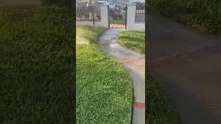 St. Augustine grass! #shortsviral #viral #shorts #viralshorts #grass #summer
