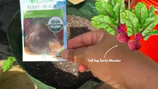 Planting Beets for Fall Harvest&hellip; But Here&rsquo;s the Twist 👀