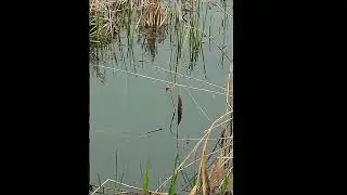 Terrifying Snakehead Fish Attack Caught on Camera!  #FishAttack #PredatorVsPrey...