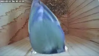 bird box visitors
