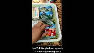 GROW YOU OWN #mungbean SPROUTS🌱