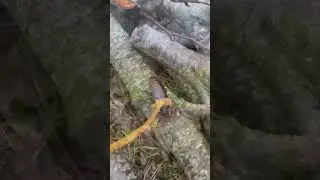 tame gigantic insects! #bug #insect #bestfriend #shortswithzita #rock_n_insectes