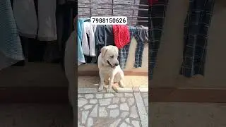 dog training#video#share#viral#subscribe#contact#7988150626