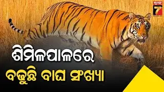 ଶିମିଳିପାଳରେ ବଢ଼ୁଛି ବାଘ ସଂଖ୍ୟା | Similipal Tiger Population Rises to 32 | Prameya News7
