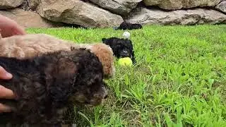 CUTE Mini Poodle puppies playing