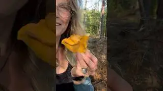 Finding cantharel