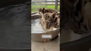 cutest tiger cubs bath with family 😍😍