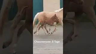 Chocoversum HF 5Tg #pony #dressage #horse #foal #dressur #fohlen #pferde #pferdeundponysauspaderborn