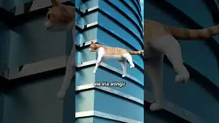 O Que Acontece Se Um Gato Cair Do Pr&eacute;dio Mais Alto do Mundo?