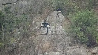 Delacour&rsquo;s langurs in the wild  (Van Long) (4k)