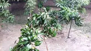 Indian Tropical Rain & Relaxing Nature Sounds - New HD Nature Video - Sleep/ Relax Rainy Season
