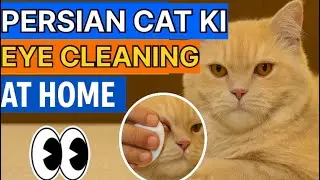 Persian Cat ki Aankhon ko Clean Kaise Karein Ghar Par | Eye Cleaning Tips at Home