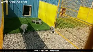 Best Cats Boarding Pet Hotel Parkland County