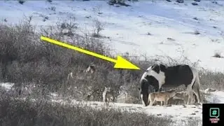 The horse met six wild wolves and did what made the photographer ćry out