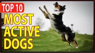 TOP 10 MOST ACTIVE DOGS IN THE WORLD
