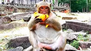 Idol Sweet pea Eating food very Funny, Coz he not food along time today.