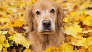 Golden Retriever Tail Docking: Understanding the Controversy - Why is this practice so debated?