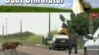 Goat Simulator in Real Life