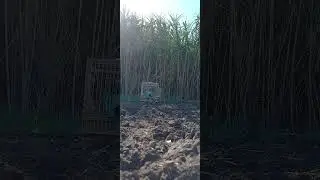 توليعة خفيفة مع طائر الوطواط بينينا اللهم بارك ولد هد العام قباحة أو صيد صوت أو صورة تحياتي الماليع