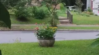 Feeding Time / Goldfinch & Hummingbird