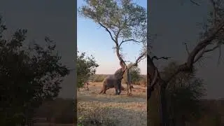 Power of Elephant | Unbelievable power of elephant | Never underestimate the power of an elephant