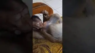 OMG ❗Wrong Bottle Milk 😂 #monkeyfunny