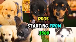 CHEAPEST DOG KENNEL | Chennai | ALL BREEDS
