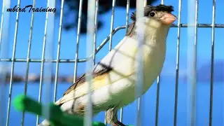 canary singing video -The BEST Spanish Timbrado song for Training your canary