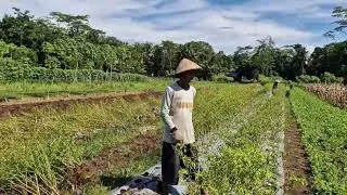 SMART FARMING HACK: REBUILDING CHILI PLANTS IN OPEN FIELDS WITH SUPER STRENGTH! -agriculture farming