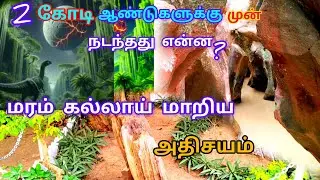 fossil wood park கல் மரங்கள் சுமார் 2 கோடி ஆண்டுகள் திருவக்கரை