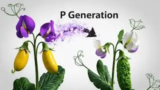 Mendel's Experiment Pea Plant Class 10 Science