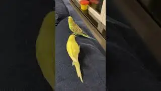 Sam and Bob elegant walk :) #shorts #pets #parrot #budgies #petparrots #kiminotoriko