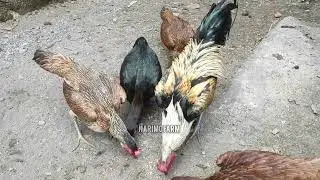 Modal Ternak Ayam Kampung 1 Paket Indukan