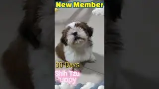 Cute Shih Tzu Puppy | Suggest the Name 😃 #shorts #shihtzu #shihtzupuppy