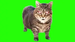 OIIA OIIA HORROR Spinning CAT - @XertXetinVEVO