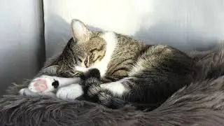 Funny Dreaming Cat Is Twitching in His Sleep