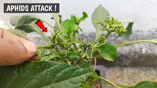 Aphids ka 100% Homemade Solution ! Easy and Effective Tips Must Try