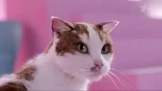 Реклама Dreamies | Дримис - Кот за них на всё готов!